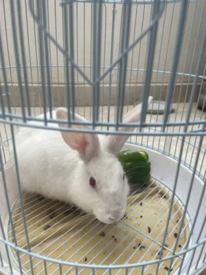 ارنب مع قفص للبيع Rabbit and cage
