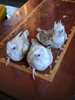 فراخ كوكتيل