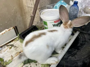 للبيع ذكر بابيون صحة ونظافة