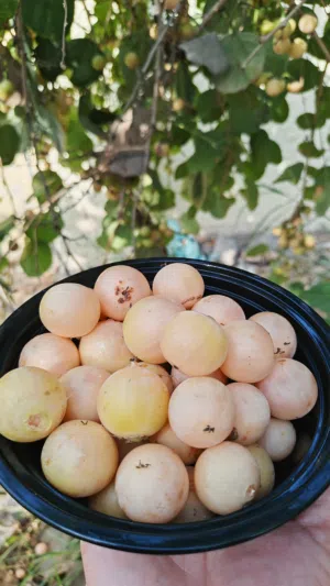 ثمره اللمبو للبيع