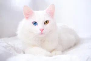 قطة انغورا عين خضراء و زرقاء