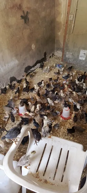 Chickens1