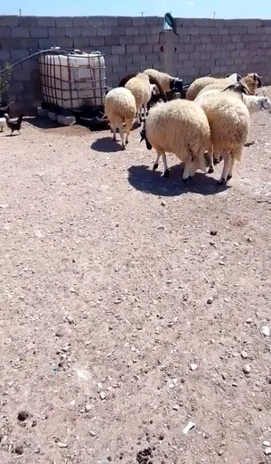 Sheep4