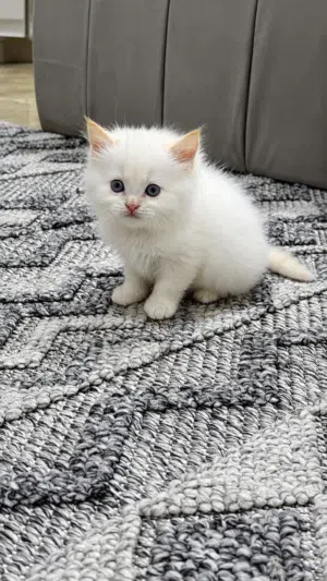 البيع قطه صغيره واليفه وجميلة وكيوت