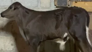 عجل نمساوي اصيل