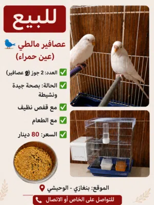 زوج مالطي للبيع