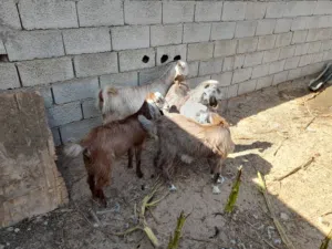 معزة معاه جدي وعناقين