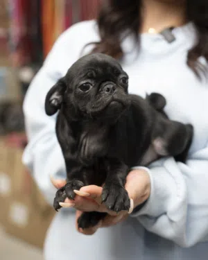 يتوفر جراء بج (Pug) جميل ولطيف.يتميز بالشكل الجذاب والطبع المرح