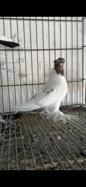 جوز ملك جبل اول خيرهن