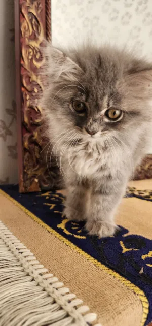 قطة أنثى للبيع