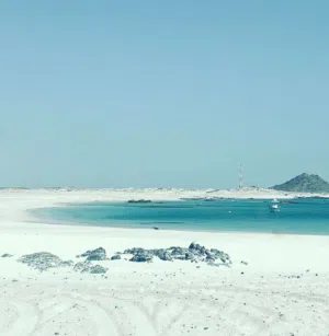 محمد للتنمية والاستثمار