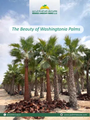 Dates palm tree