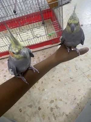 ‏ببغاء‏2