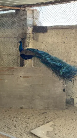 طائر طاووس