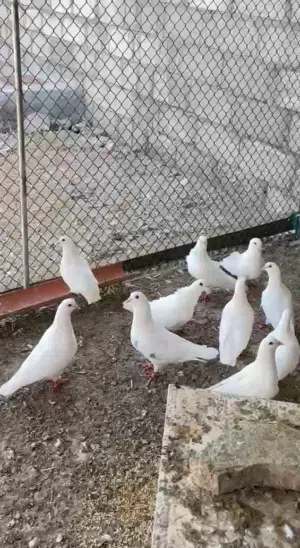 حمام لاحم فرنسي احجام طيبه