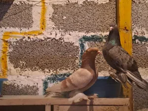 كوبيه حمام للبيع