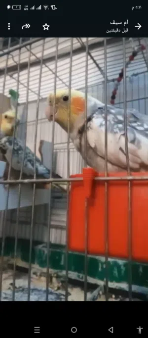 عصافير كوكتيل