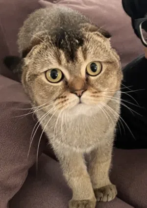 Double fold gold scottish cat for sale