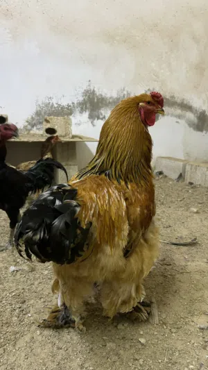 دجاج براهمي بف سوبر