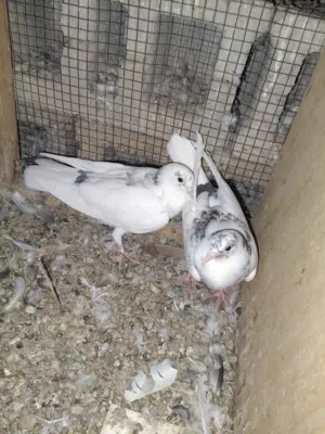 حمام لوت مخاليف بيض