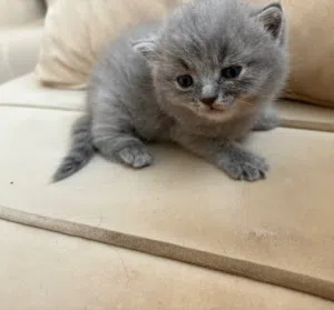 طيف 