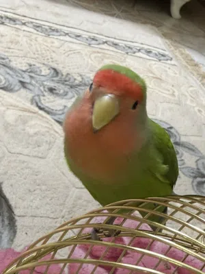 روز للبيع لون جميل