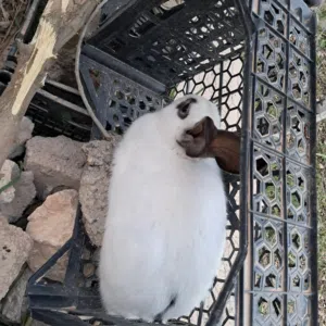 ذكر هجين بابيون، شغال. نخب النخب