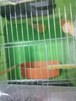 كنار جوزين وناثايتين