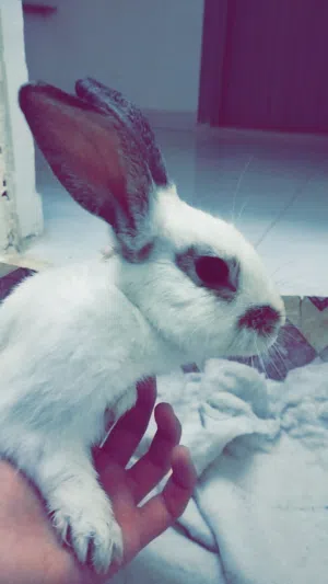 ارنب اليف كبير و نضيف