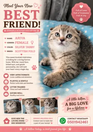 Scottish fold and Scottish straight kitten for sale (age 50 days old )