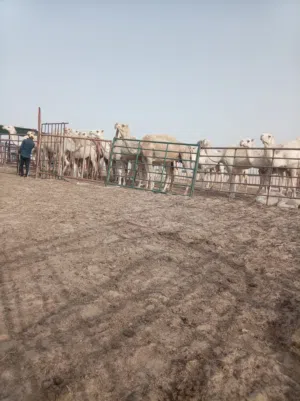إبل للبيع للبيع عدد من الإبل الطيبات جمله أو تفريد