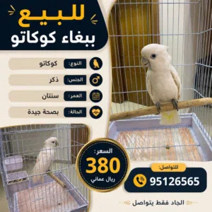 ببغاء الكوكاتو
