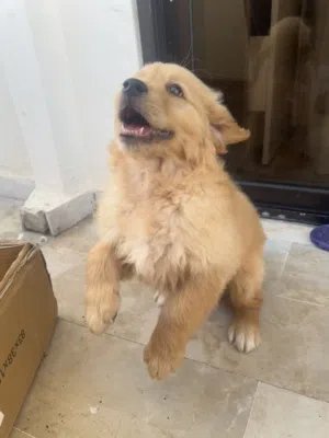 جولدن شهر ونص للبيع