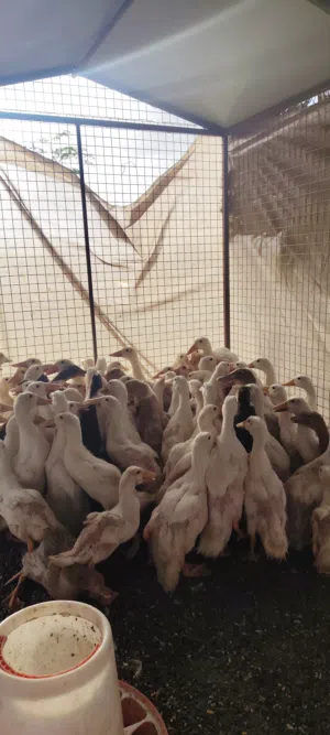 بط محلي تربه ولا ذبح