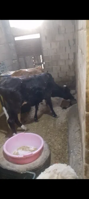 يا الله بجره سمينه خير من الله توزن 85 كيلو السعر مليون و150