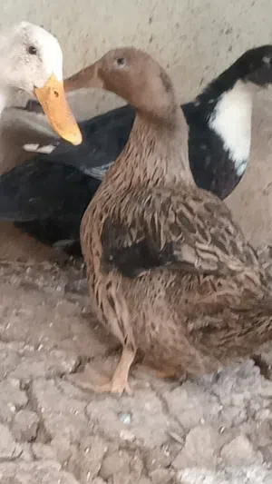 3بطات للبيع