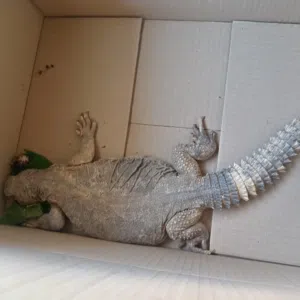 ضب صحراوي انثى حجم كبير