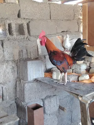 ‏دجاج‏4