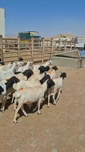 اغنام صومالية كبار بالجملة فقط فوق 49 راس