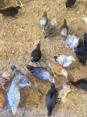 متوفر عتوق عمر شهرين