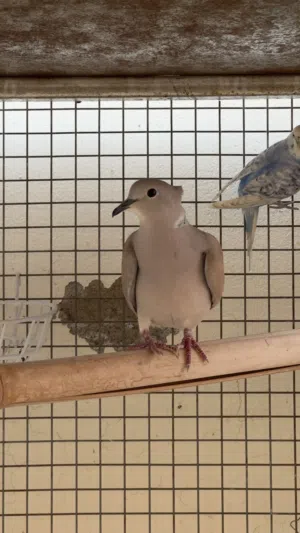 ذكر عفاد للبدل