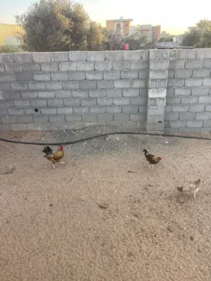 2 دجاجه و 7 فراريج في عين زاره