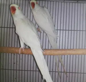 ذكور درة البينو مفحوصات DNA و طيور اخرى