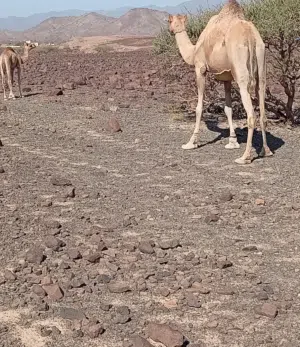 ناقه عزوف للبيع فراد