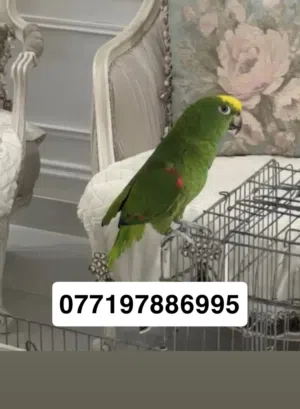 ببغاء امزوني يلو كروان اليف ومتكلم فووول محلق