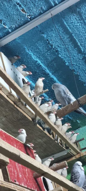 طيور جاو عسلي محميه كامله رس واحد تبزيري