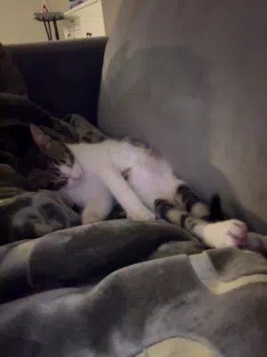 قط بلدي ماخذ تطعيمه عمره اربع شهور تقريبا للبيع مع اللتر بوكس ب 500 جنيه