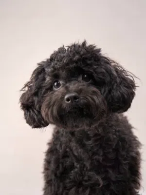 Maltipoo male