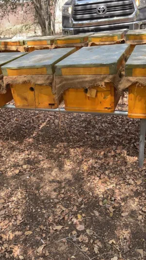 خلايا نحل وانتاج عسل