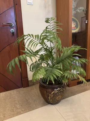 Indoor plant with ceramic pot
